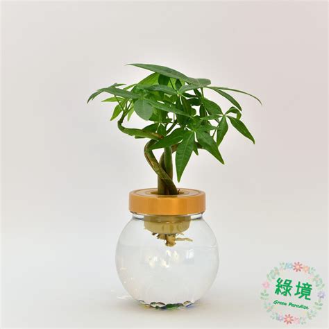 馬拉巴栗風水|發財樹放玄關：招財開運的最佳選擇 – 植物盆栽綠寶典